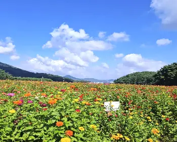 원주 용수골 가을꽃축제_14