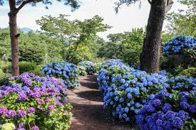 9월 꽃 축제 하는 곳