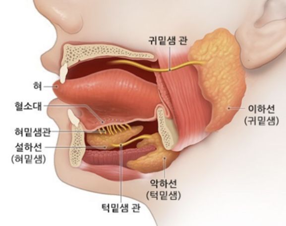 타석증이란&amp;#44; 타석증 증상 수술 치료&amp;#44; 수술입원기간 알아보기(최신) 