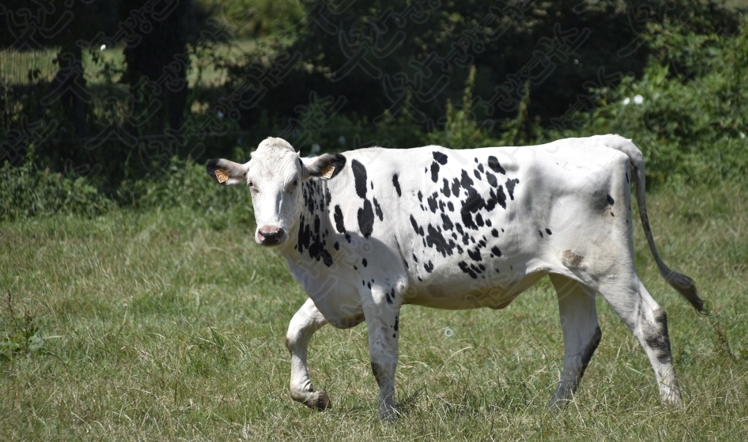 셀트리온 초유 단백질17