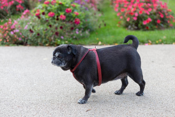 강아지 비만의 위험성