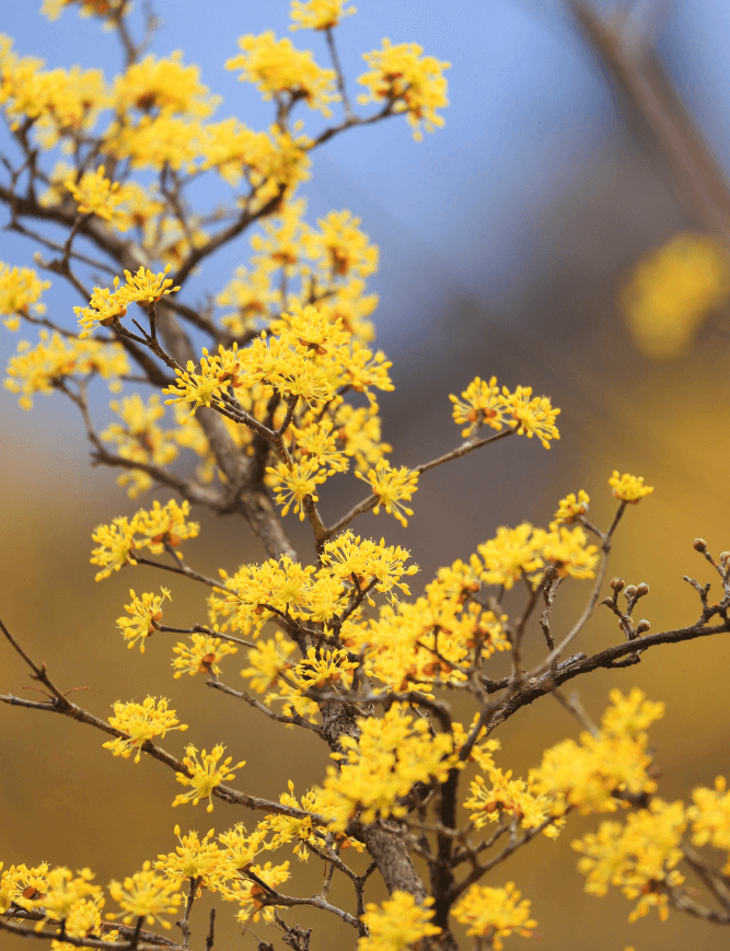 2025 구례 산수유축제 일정&middot;개화시기 총정리