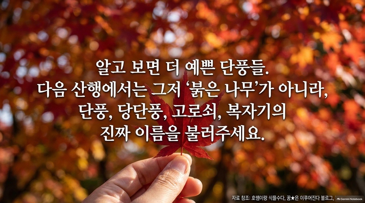단풍나무 관찰을 마무리하는 가을 숲 이미지