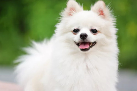 포메라니안/출처:어도비스톡