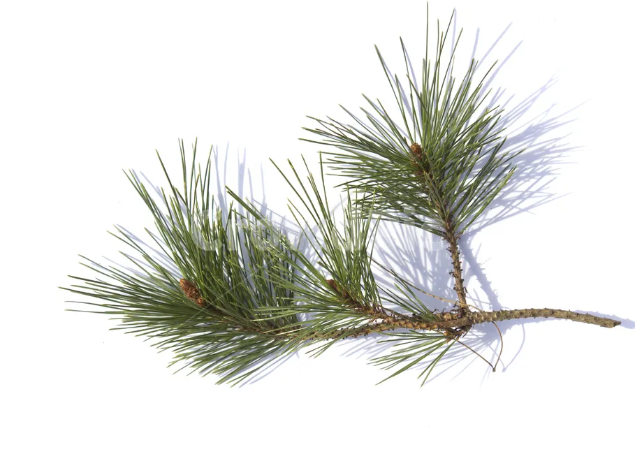 솔잎 효능수확기솔잎 효소 만드는법솔잎차세척활용법보관법까지_6