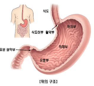 위축성위염