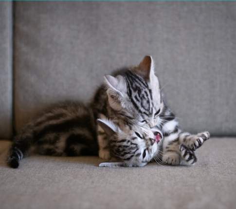 고양이스트레스