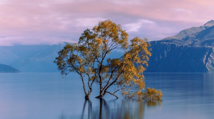 뉴질랜드 와나카나무