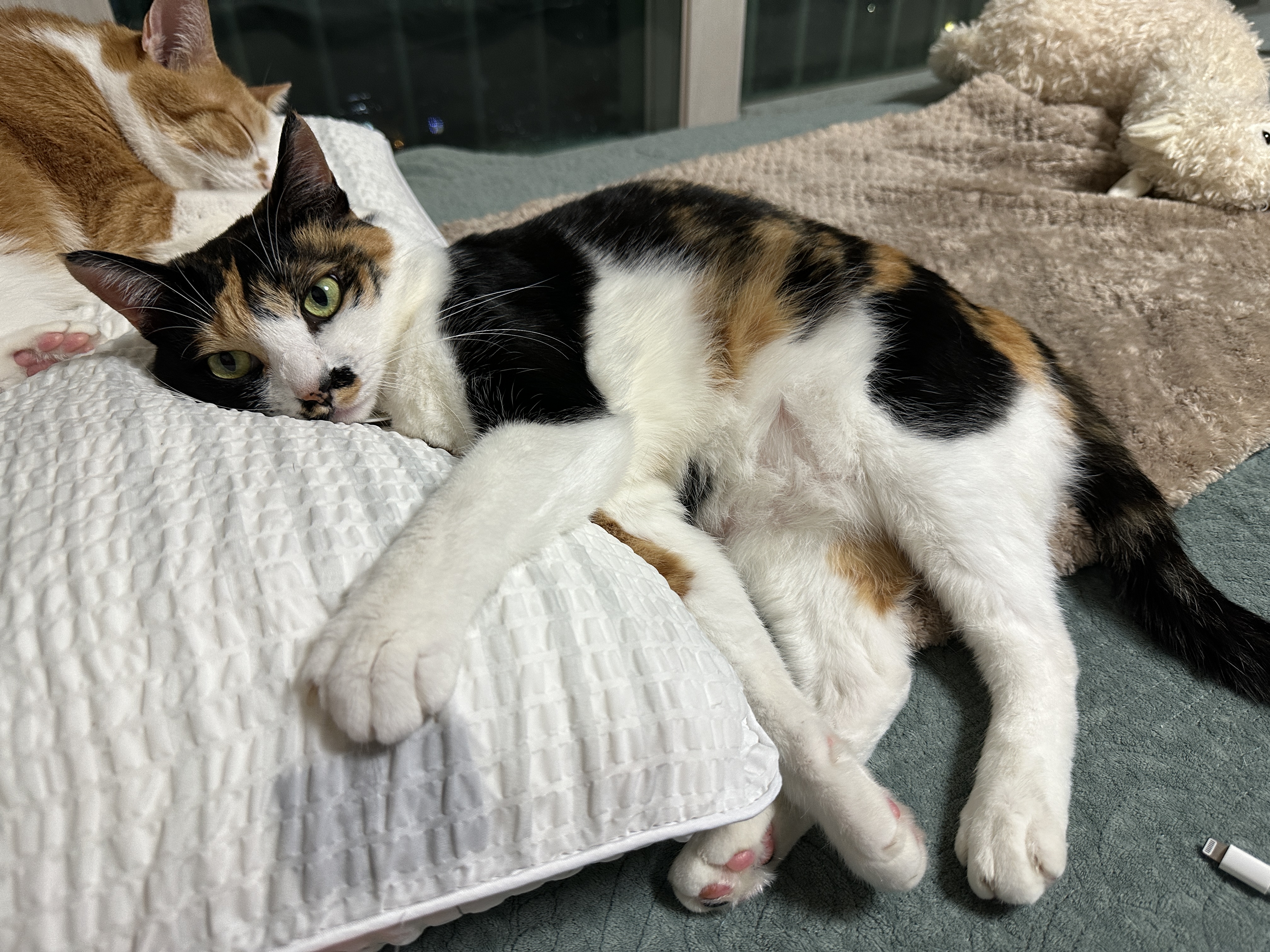 엄마_옆_베개를_베고_누워_있는_예쁜_삼색이_다다