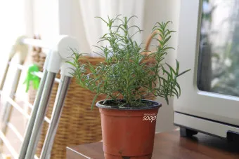 실내허브 키우기 물주기 광량관리 병해충예방 주방에서도 손쉽게_12