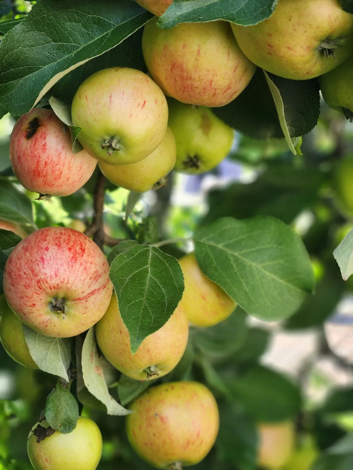 처서&amp;#44; 처서뜻&amp;#44; 처서절기&amp;#44; 처서음식&amp;#44; 처서건강식&amp;#44; 절기음식&amp;#44; 24절기&amp;#44; 처서밥상&amp;#44; 제철음식&amp;#44; 가을건강식&amp;#44; 여름끝자락음식&amp;#44;계절밥상