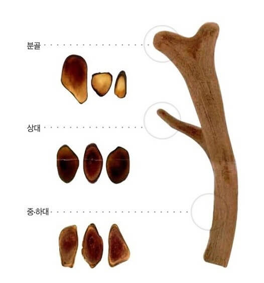 녹용 효능 5가지와 부작용 및 녹용 먹는 방법