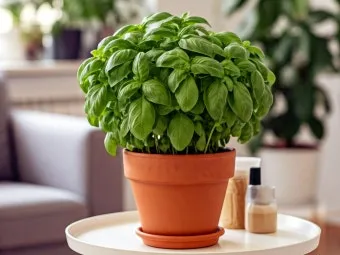 바질 키우기 물주기 수확시기 가지치기 향 유지 실내 허브 가이드_2