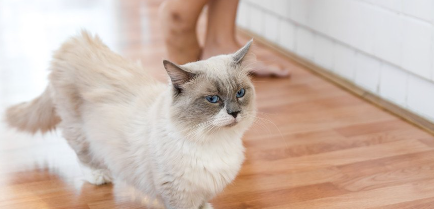 같은 곳을 돌아다니는 고양이.