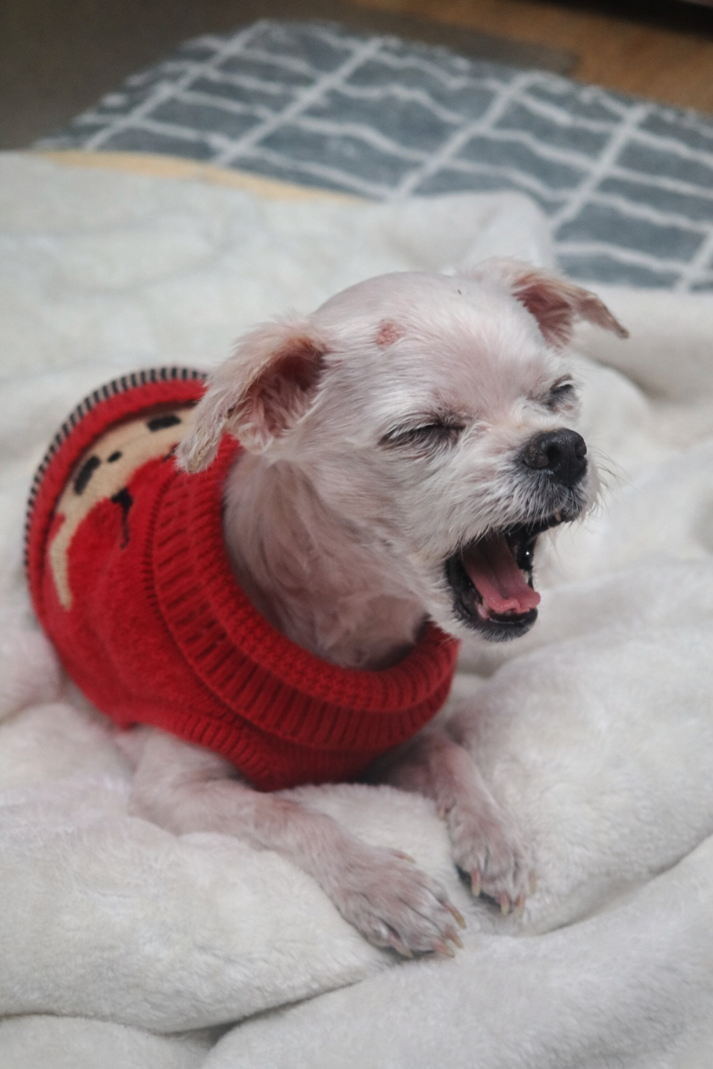 기침을 하며 힘들어하는 강아지 모습