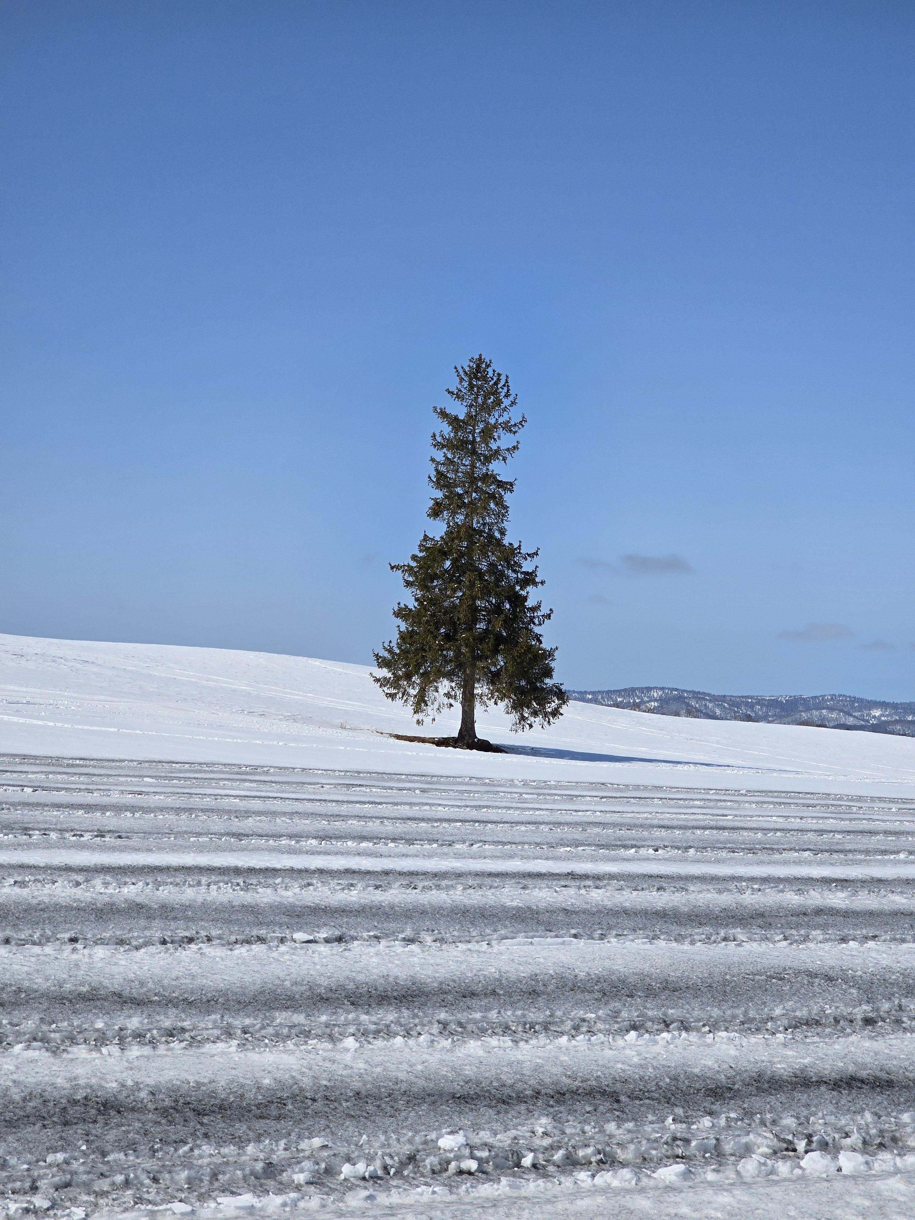 크리스마스트리
