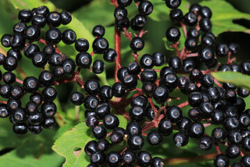 까마중 효능과 부작용, 안토시아닌이 풍부합니다. 그래서 효능이 매우 다양한데요. 까마중을 모르는 사람들도 많이 있습니다. 포도알처럼 생겼지만 까마중은 혈관부터 피부까지 효능이 매우 다양합니다. 블루베리보다 항산화 효능이 높은 까마중은 무엇일까요?