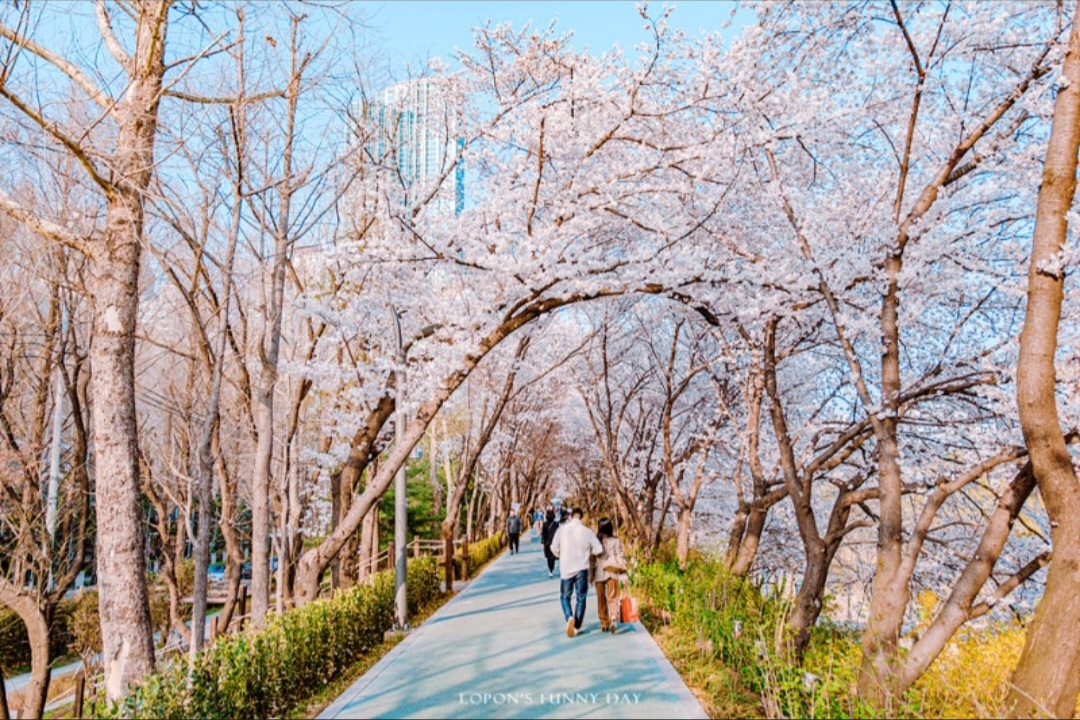 전국 벚꽃 명소 벚꽃길 핫플레이스 10곳 추천