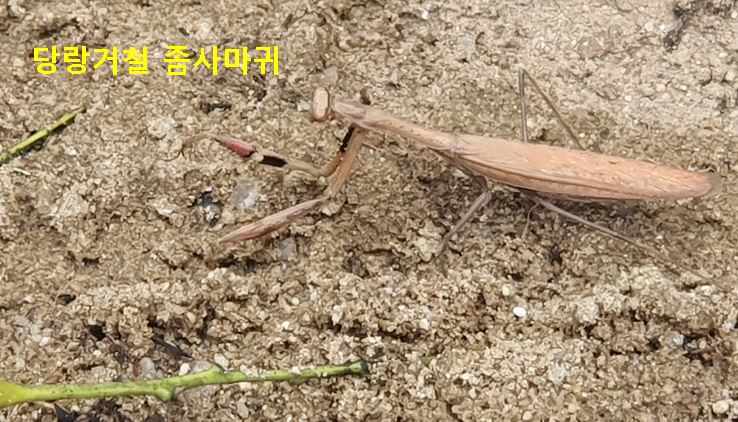 당랑거철 좀사마귀
