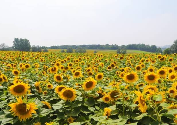 전국 관광지도 다운로드