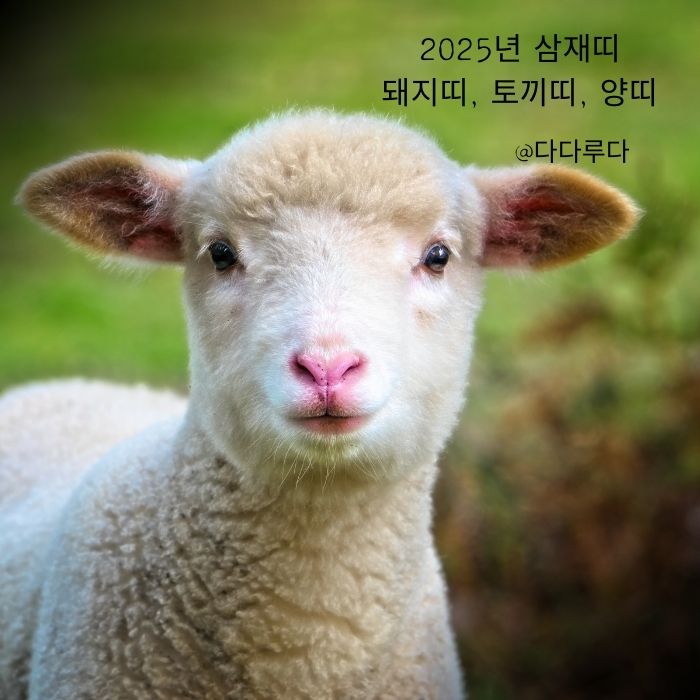 2025년 삼재띠 돼지띠,토끼띠, 양띠 주의사항, 극복방법