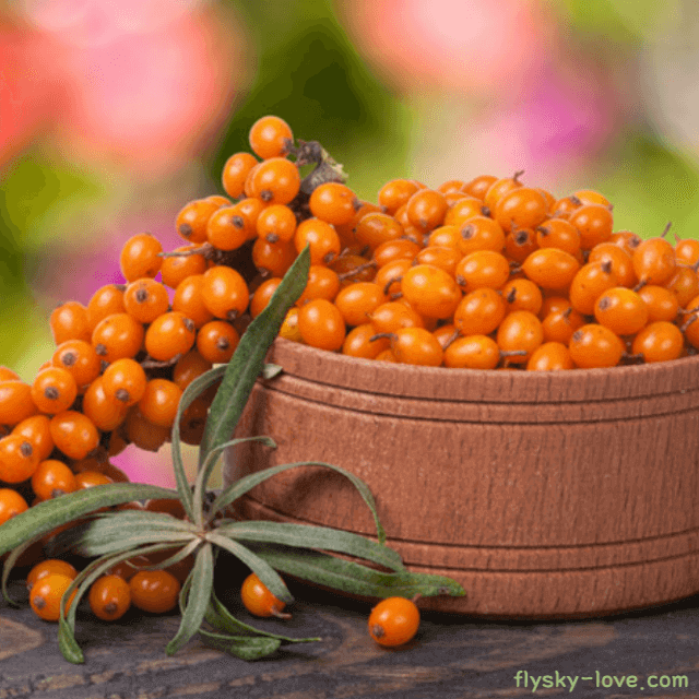 비타민나무 열매 먹는 방법