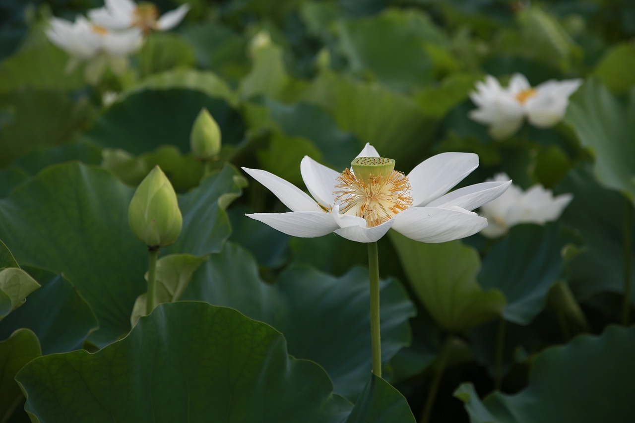 명상하는법 마음챙김 명상법에 대해 알아보기