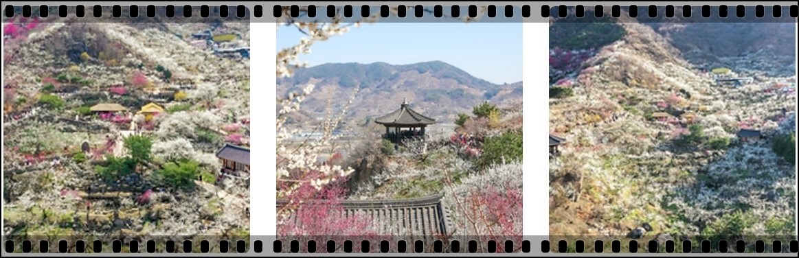 광양 매화축제(출처 : 대한민국 구석구석)