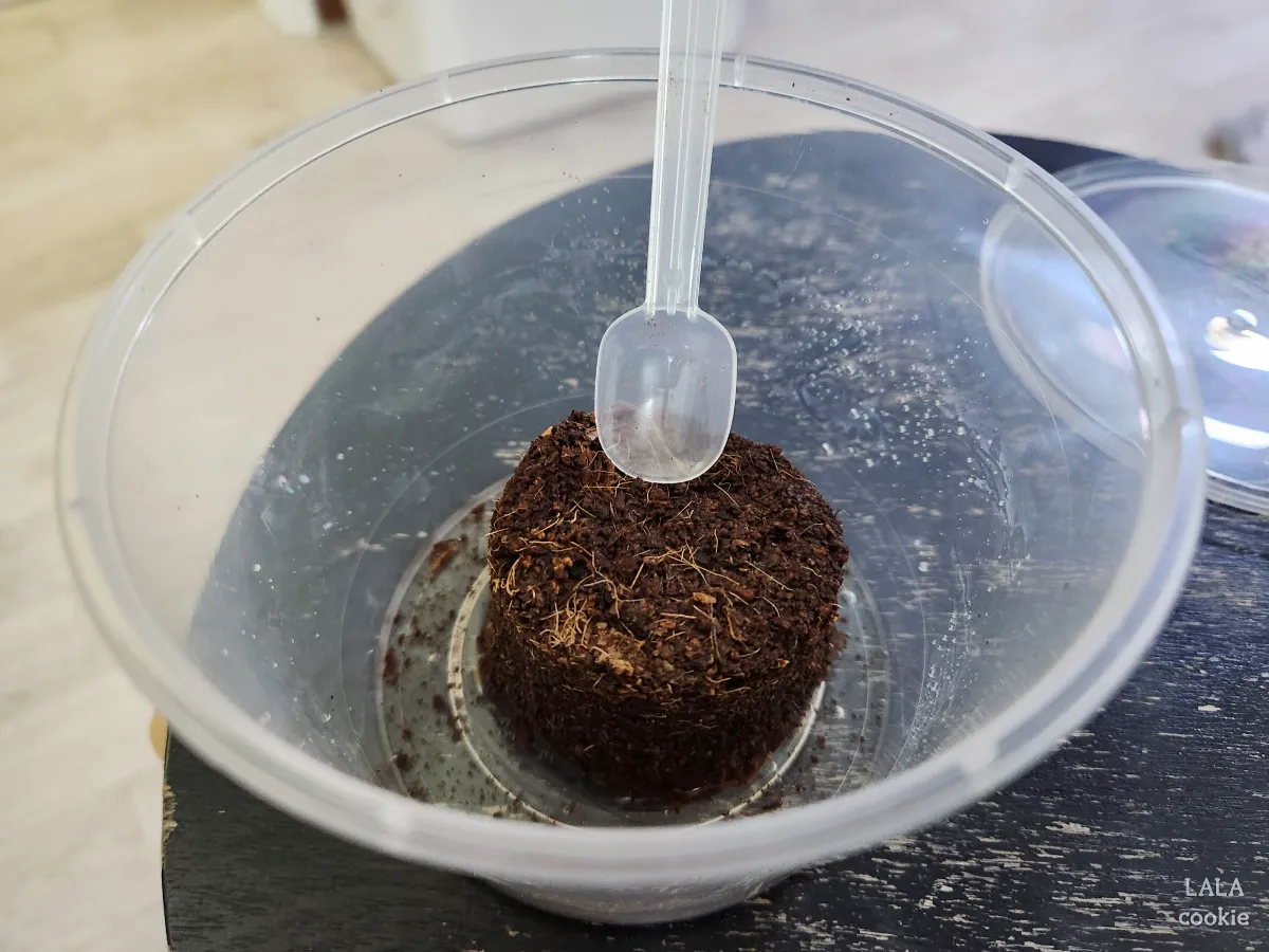 고양이-귀리-추천-그루루-플라스틱-통에-흙을-담은-모습