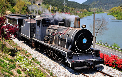 2025 곡성세계장미축제 일정·입장료 구매방법·주차 총정리