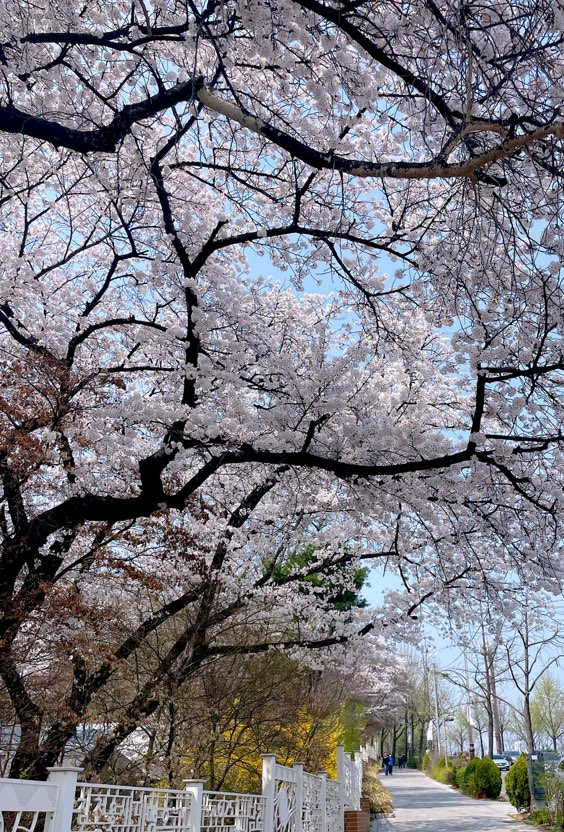 벚꽃