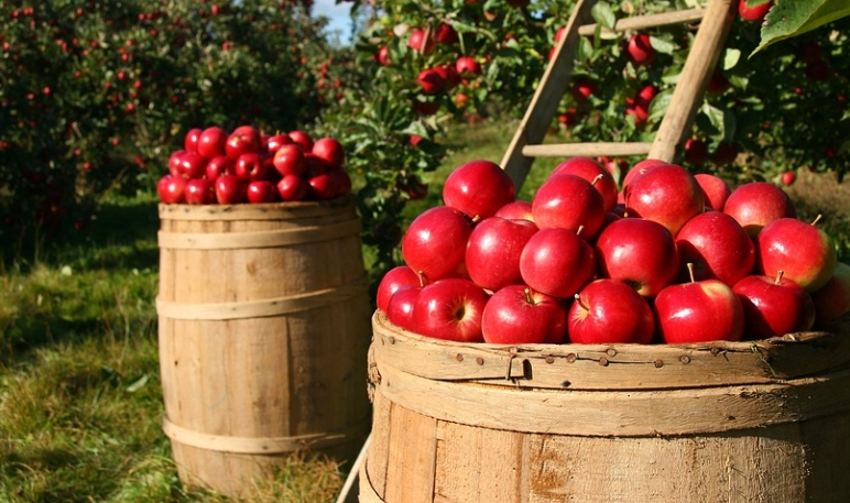 11월에 먹기 좋은 영양소 풍부판 농산물 사과2
