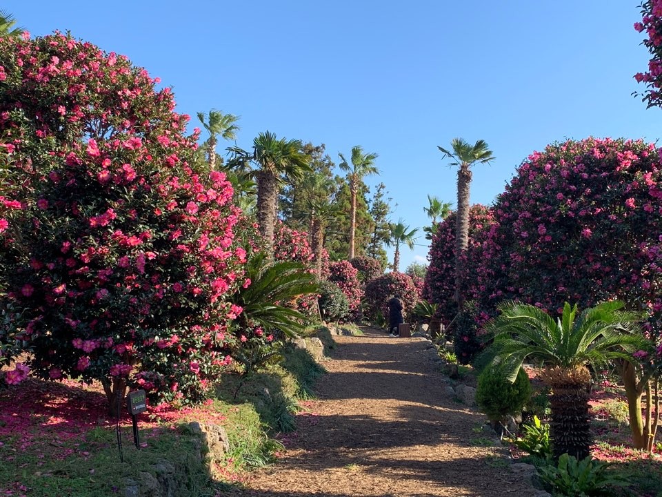 제주동백수목원