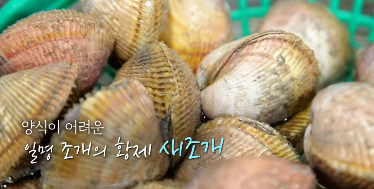 6시내고향 맛집 홍성전통시장 새조개