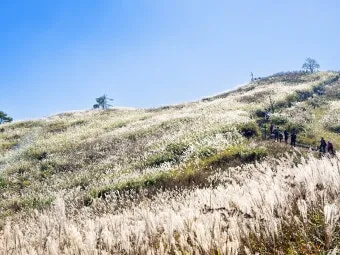 서울 억새축제 2025 일정위치 총정리로 안내_12