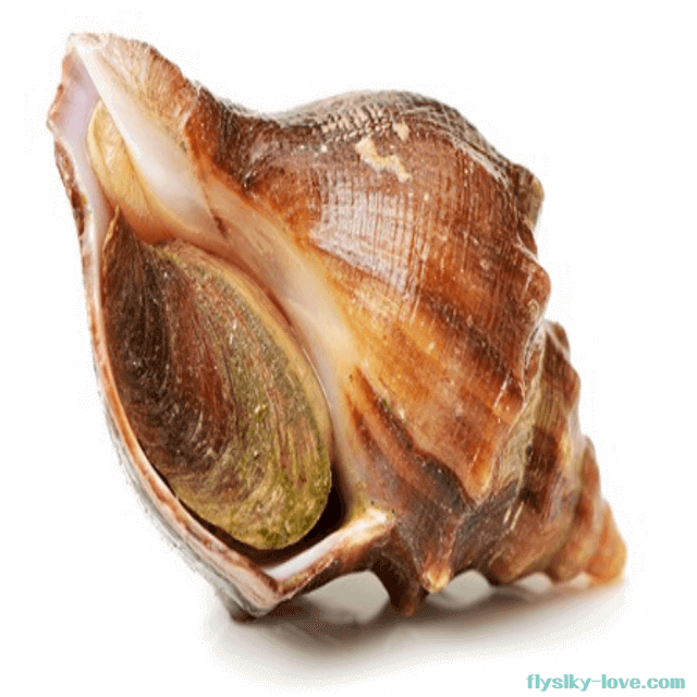 타우린이 풍부한 삐뚤이소라