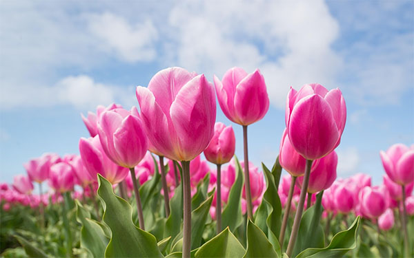 tulip-flower-indoor