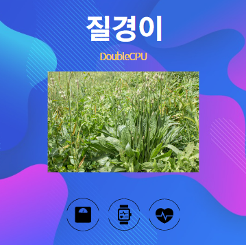 질경이 알아보기