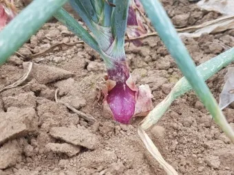 샬롯 재배 모종 씨쪽 나누기 건조 저장 병해 예방_2