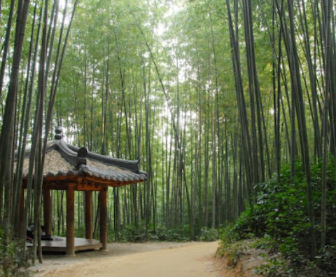 담양 죽녹원