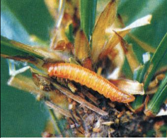 잣나무넓적잎벌