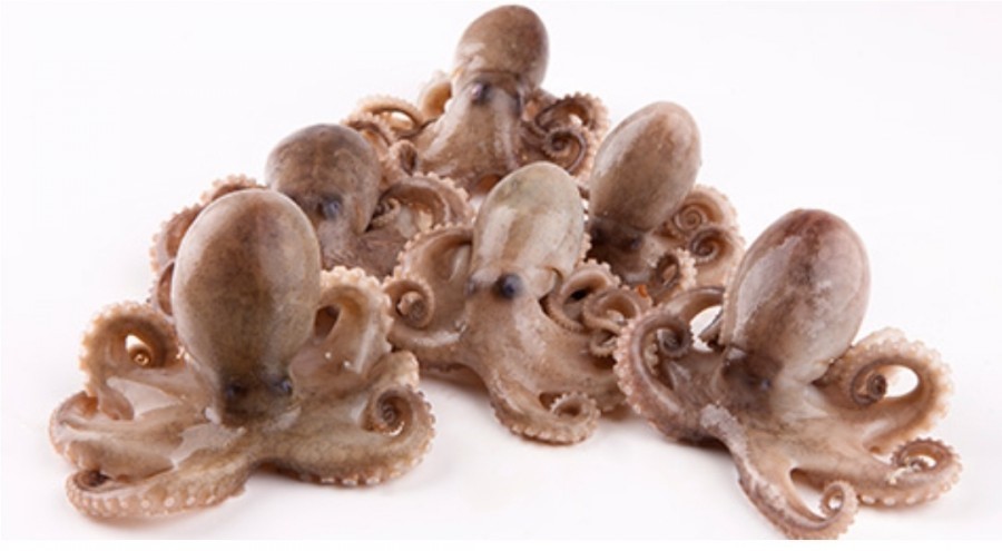 봄 제철음식 쭈꾸미