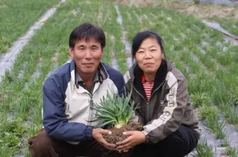 부추 재배 포기 나누기 덧비료 수확 반복_11