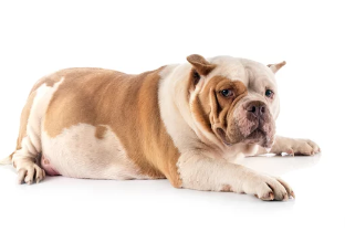 살찐 강아지 사진/ 출처:어도비스톡