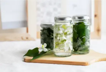 어성초 효능 효과 및 영양성분, 부작용