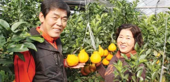 한라봉 재배 비가림 재배 가지 전정 당도 높이기_8