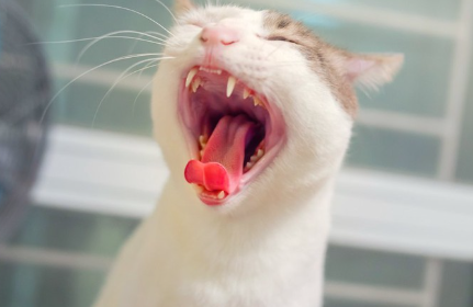 크게 입을 벌리고 하품을 하는 고양이.