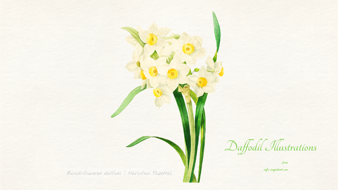 12 흰색 수선화 일러스트 C - Daffodil Illustrations 봄배경화면