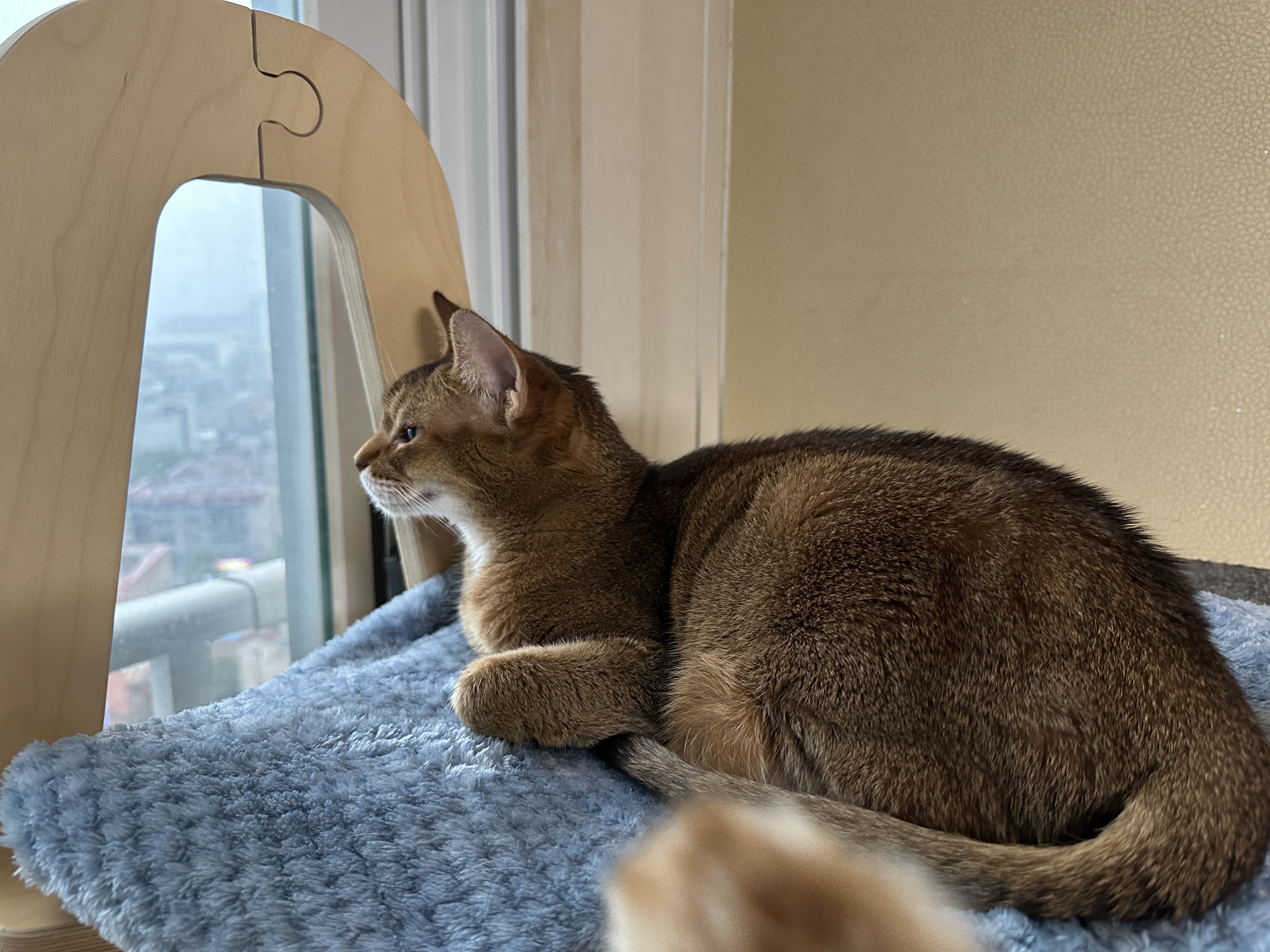 내리는-빗방울-감상할-줄-아는-갬성적인-고양이-루디-(feat.-은근한-질투쟁이-호야)