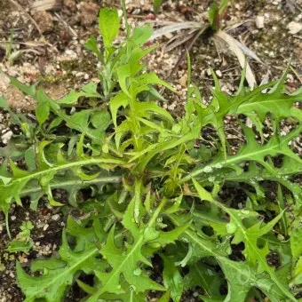 왕고들빼기 효능과 섭취시 주의사항 건강 정보_16